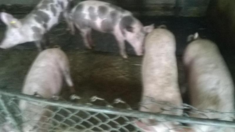 Pensiunea ,,La struti Târgu Neamţ Exterior foto