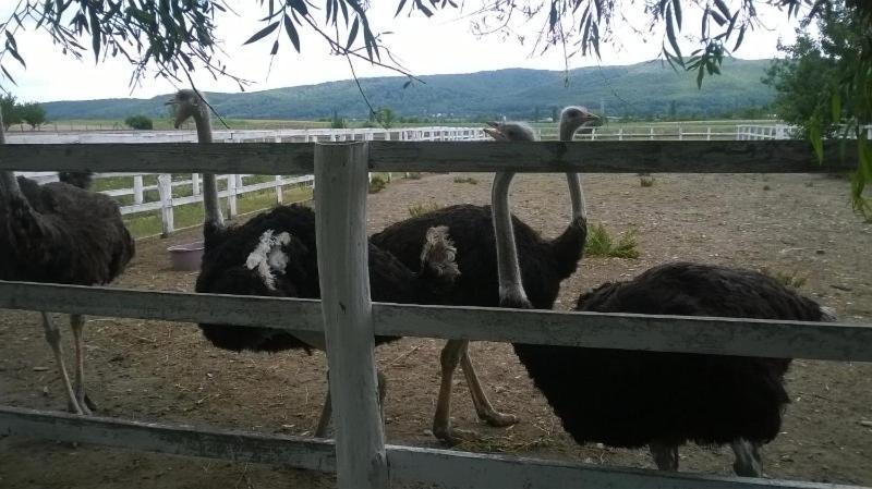Pensiunea ,,La struti Târgu Neamţ Exterior foto
